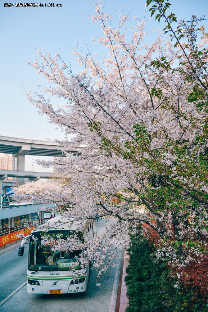 日本樱花树(日本樱花树结的果子能吃吗)