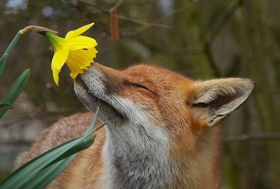 捕捉甜美氣息 動物嗅花圖已火爆朋友圈