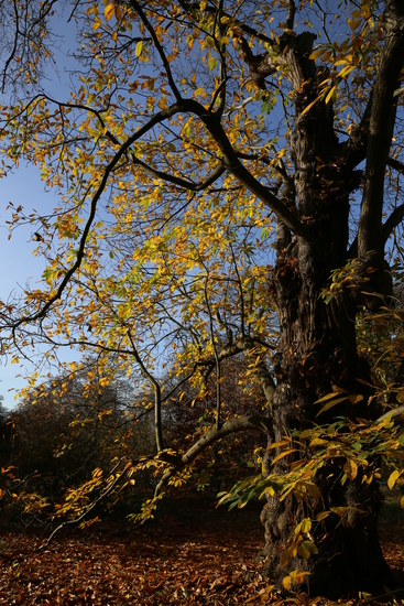 画质色彩出众 佳能全幅eos 6d海外样张